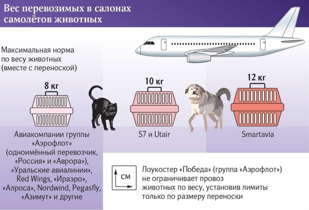 Правила перелета с животными
